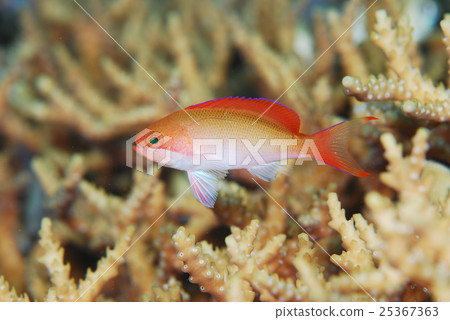 腰果Hananai 腰果Hananai 25367363