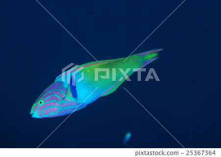 Yamabuki Kibera 25367364