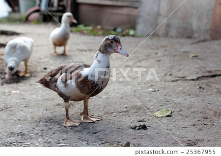 Gooses walk the earth /domestic cattle in Russia Gooses walk the earth /domestic cattle in Russia 25367955