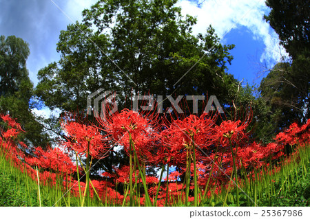 Higanki flower 664 25367986