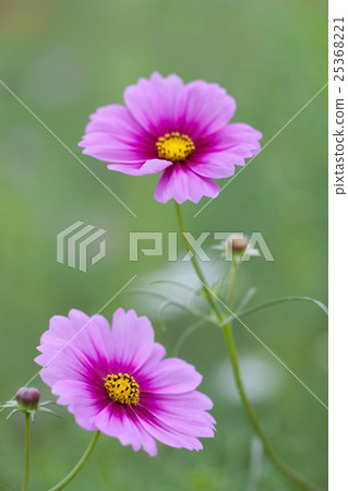  宇宙領域 25368221