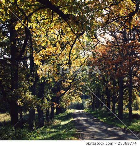 Oak alley. Yellow autumn leaves. Valaam island. 25369774