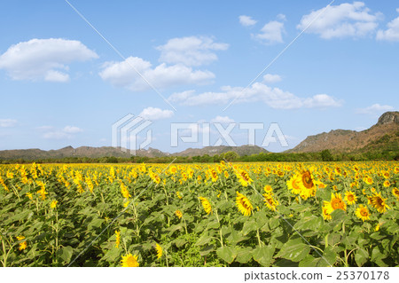 summer view summer view 25370178