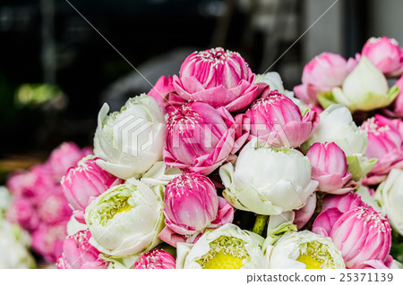 Bush potted lilies The beautifully decorative. 25371139