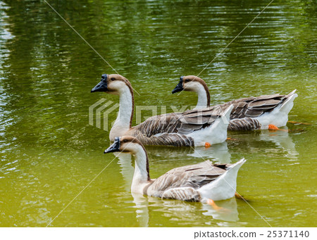 Grey Goose swimming in a large pond. Grey Goose swimming in a large pond. 25371140