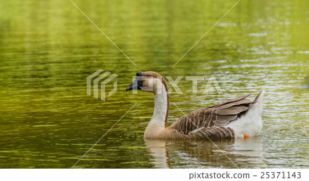 Grey Goose swimming in a large pond. Grey Goose swimming in a large pond. 25371143