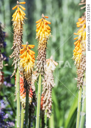Torch lily - Kniphofia uvaria in the garden 25371834