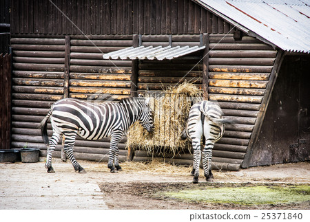 Pair of Mountain zebra - Equus zebra hartmannae Pair of Mountain zebra - Equus zebra hartmannae 25371840