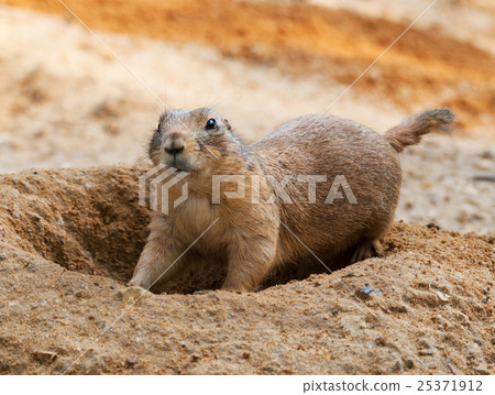 Black-tailed prairie dog - Cynomys ludovicianus 25371912