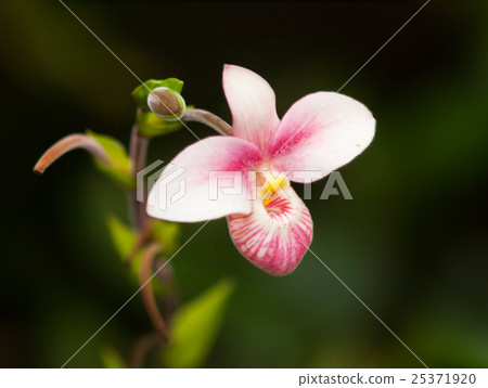 Detail of hybrid flower of Paphiopedilum besseae 25371920