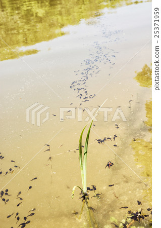 Tadpoles group in the water, spring natural scene Tadpoles group in the water, spring natural scene 25371959