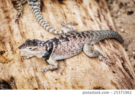 Spiny lizard - Sceloporus cyanogenys Spiny lizard - Sceloporus cyanogenys 25371962
