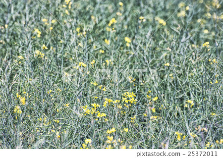 Rapeseed field, detailed agricultural photo 25372011