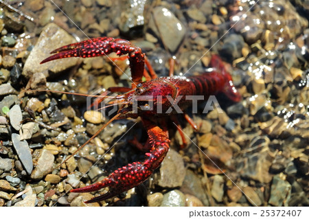 Threatening American crayfish Threatening American crayfish 25372407