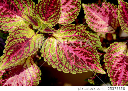 錦紫蘇 錦紫蘇 25372858