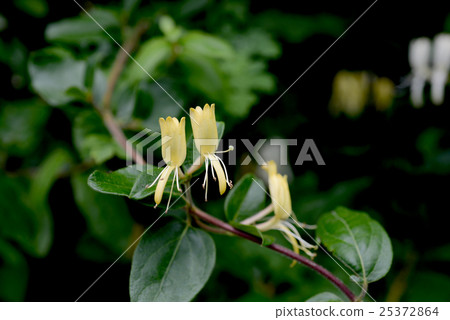 Honeysuckle 25372864