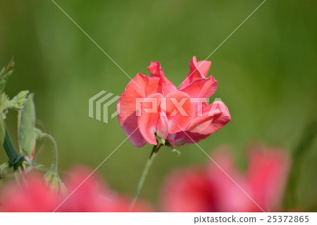 紅色Sweatpee 25372865