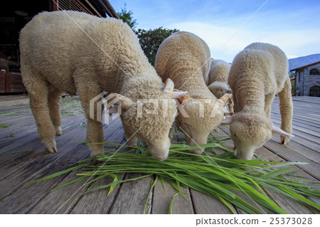 merino sheep eating ruzi grass 25373028