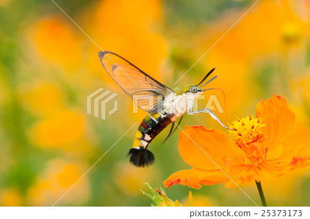 Yellow flower Cosmos and Oosakasiba Yellow flower Cosmos and Oosakasiba 25373173