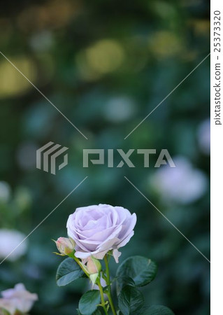 玫瑰	 玫瑰	 25373320