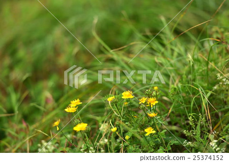 伊丘山花園 25374152