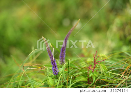 伊丘山花園 25374154