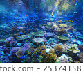 魚游泳 25374158