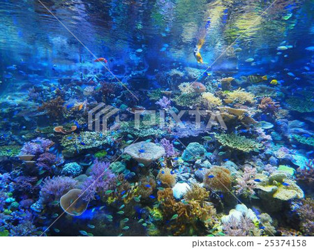魚游泳 25374158