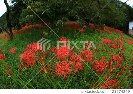 A cluster amaryllis and chestnut 443 A cluster amaryllis and chestnut 443 25374249