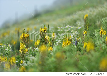 伊丘山花園 伊丘山花園 25374264