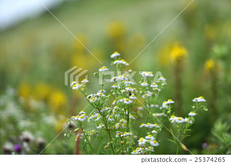 伊丘山花園 伊丘山花園 25374265