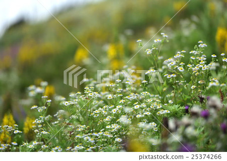 伊丘山花園 伊丘山花園 25374266