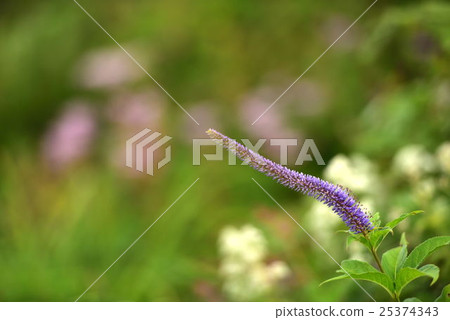 伊丘山花園 25374343