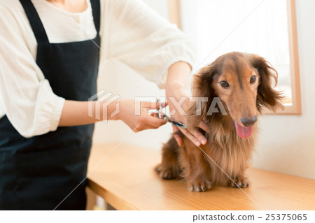trimmer, dog, dogs 25375065