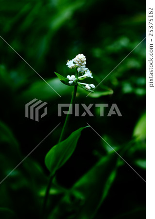 Flower buds of Yabu Miwa blooming in the shade 25375162