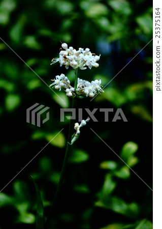 Flowers of Yabu Miuga blooming in the shade 25375164