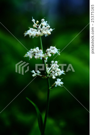 Flowers of Yabu Miuga blooming in the shade 25375165