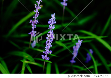 Yaburan flowers blooming in the shade 25375166