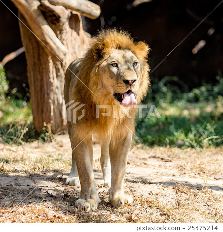 Big lion 25375214