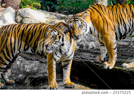 Bengal Tiger Bengal Tiger 25375225