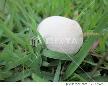 White mushrooms 25375255