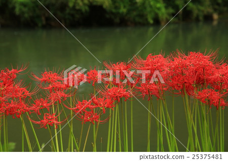 Higanki flower 494 25375481