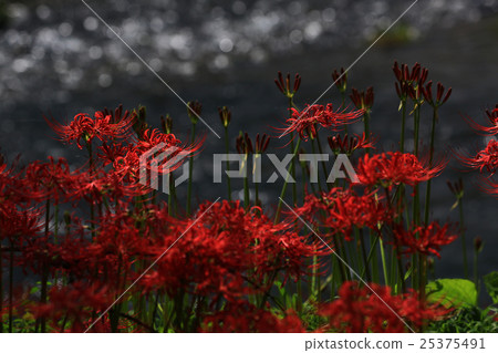 Higishioka 555  -  25375491