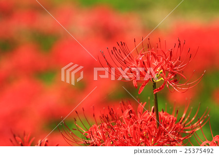 Higanki flower 563 25375492