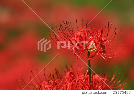 Higanki花566 25375493