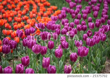 Tulip flower 25375702