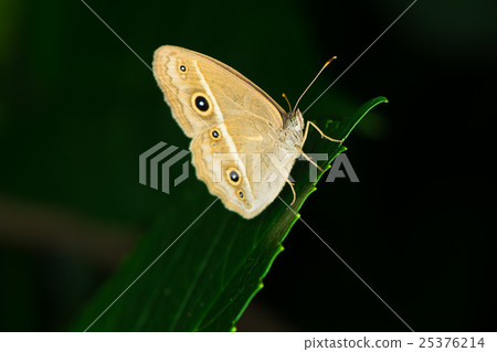 Himejonome Himejonome 25376214