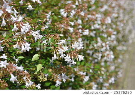 Hana Sono Tsukubane Hutsugi (Hanazono Impinguki Tane) 25376230