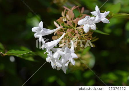 Hana Sono Tsukubane Hutsugi (Hanazono Impinguki Tane) 25376232