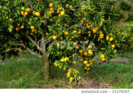Delicious Kishu oranges Delicious Kishu oranges 25376267